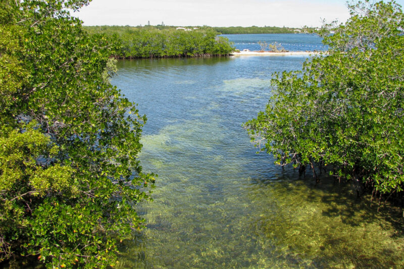 clear water surrounded by greenery