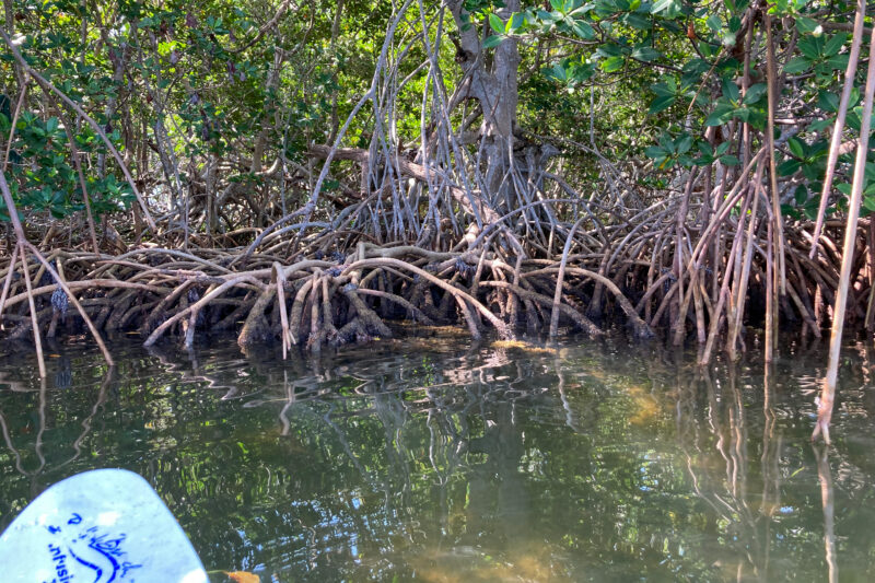 trees near the shore with roots in the water