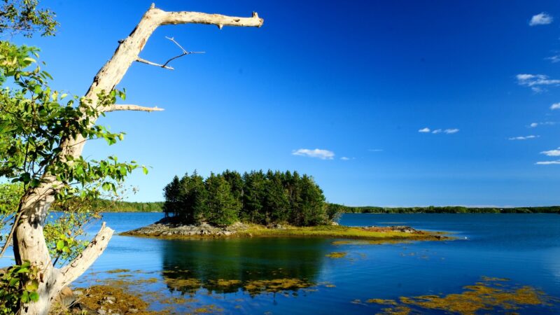 a body of water with a small island with trees in the middle