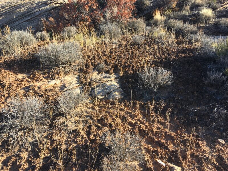 a close-up of dark desert soil