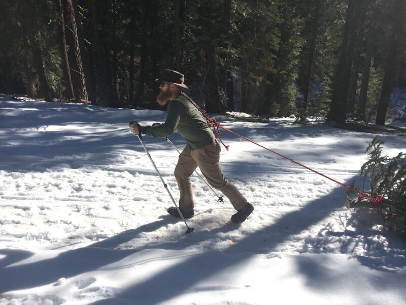 Person pulling harvested Christmas tree along snowy path with assistance of snow poles
