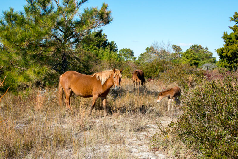 Wild horses graze in a field at a state park in Maryland.