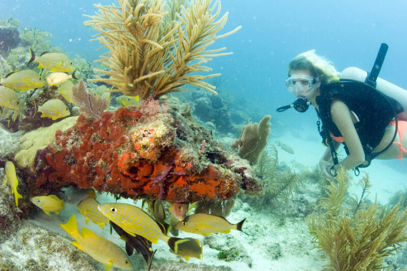 A SCUBA diver swims near a colorful coral reef formation surrounded by yellow and black fish.
