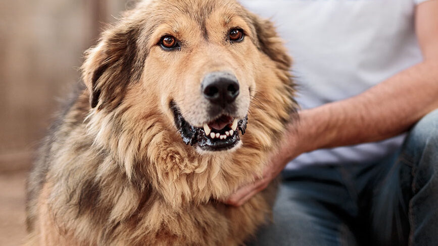 Crop man in volunteer t shirt caressing cheerful homeless dog while working in animal shelter