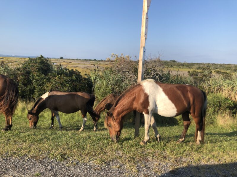 Horses grazing in a grassy area of a campground