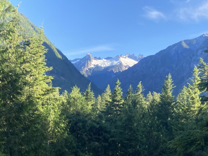 green pine trees with snowy mountains under a clear blue sky